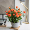Orange Mini Rose Plant Live, Miniature Rose Bush in 3.5" Pot, Spring Blooming Mini Rose, 4–5" Tall, Indoor Outdoor Flowering Plant for Home Garden