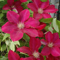 Clematis Vine Plant Live for Planting, Clematis Plants Live, 4 to 6 Inch Tall, 2.5 Inc Pot Well Rooted, Clematis Seeds Perennial, Red Clematis