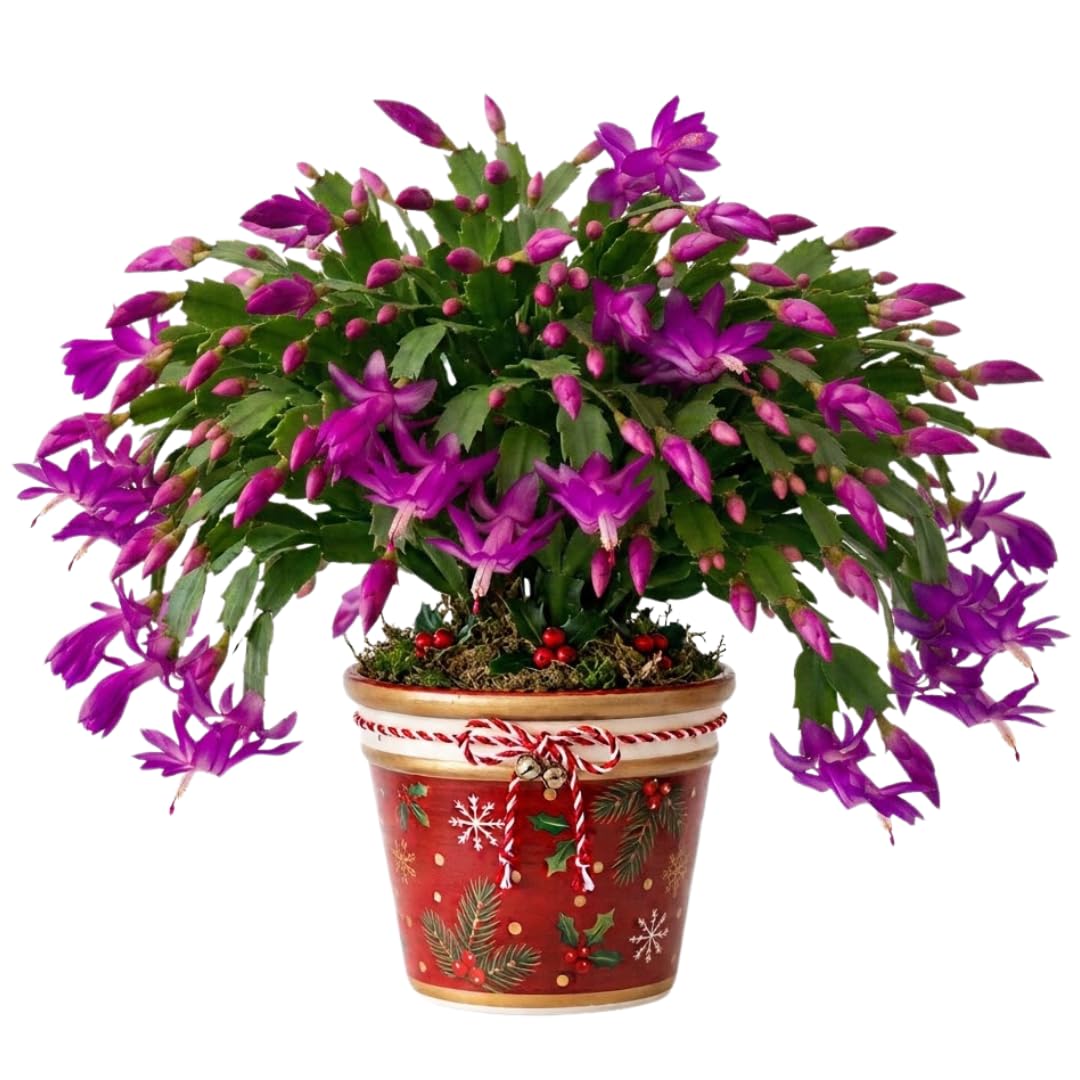 Purple Christmas Cactus Plant Live, Houseplant, 4-6 Inch Tall