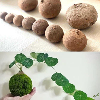 2.5"-3" Cephalantha Stephania Plant Medium Caudex, Medium Succulent with No Hair Roots, Already Sprouts, Rare Caudex for Indoor Outdoor, Cold Hardy