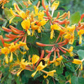 Mandarin Climbing Honeysuckle Plant Live, Fragrant Honeysuckle Plants Vine Bushes in 2.5 Inch Pot