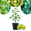 Live Granny Smith Apple Tree Plant 6-10 Inch Tall