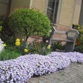 Blue Lavender Creeping Phlox Plants, Starter Phlox Live Plant, Well Rooted, Creeping Perennial Ground Cover, 2 to 4 Inc Tall