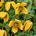20 Yellow Clematis Seeds for Planting, Love Clematis Vine Seeds Clematis Flowers, Clematis Seeds Perennial