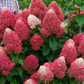6"-1 Feet Light Pink to White Hydrangea Bush Plant Tree Live Shrub, Dormant, Starter Plant, Change Color, Cold Hardy Variety
