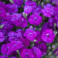 Pack 2 Purple Pink Dianthus Live Plant, Pink Carnation Flower in Pot, Perennial Plant for Garden and Container Growing, 5-8" in Tall