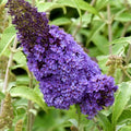 Butterfly Bush Plant, Fragrant Buddleia Shub, Spring-Flowering Butterfly Bush 5-8 Inches (Light Purple)