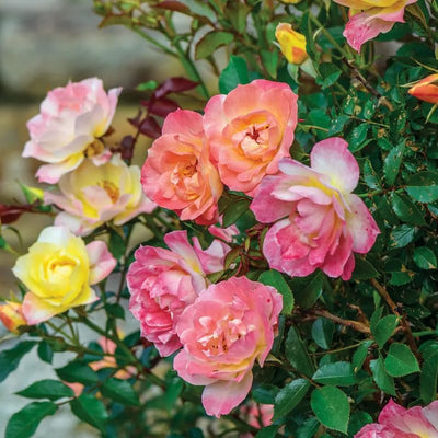 Fragrant Creamy Yellow Rose Plant Live Bush Shrub, Old-Fashioned Rose Summer Rebloomer in 4 Inch Pot