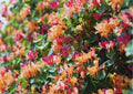 Fragrant Climbing Honeysuckle Plant Live Vine, Lonicera Perennial Honeysuckle Plants Bushes Shrubs for Planting