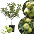 Green Apple Tree Live Plant, 2-3 Feet Tall Fruit Tree