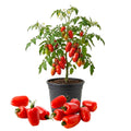 Red Tomato Live Plant, Tomato Plant Live, Long Red Sweet Fruit Plants from 4-7 Inches in Height, 4 Inch Pot for Growing
