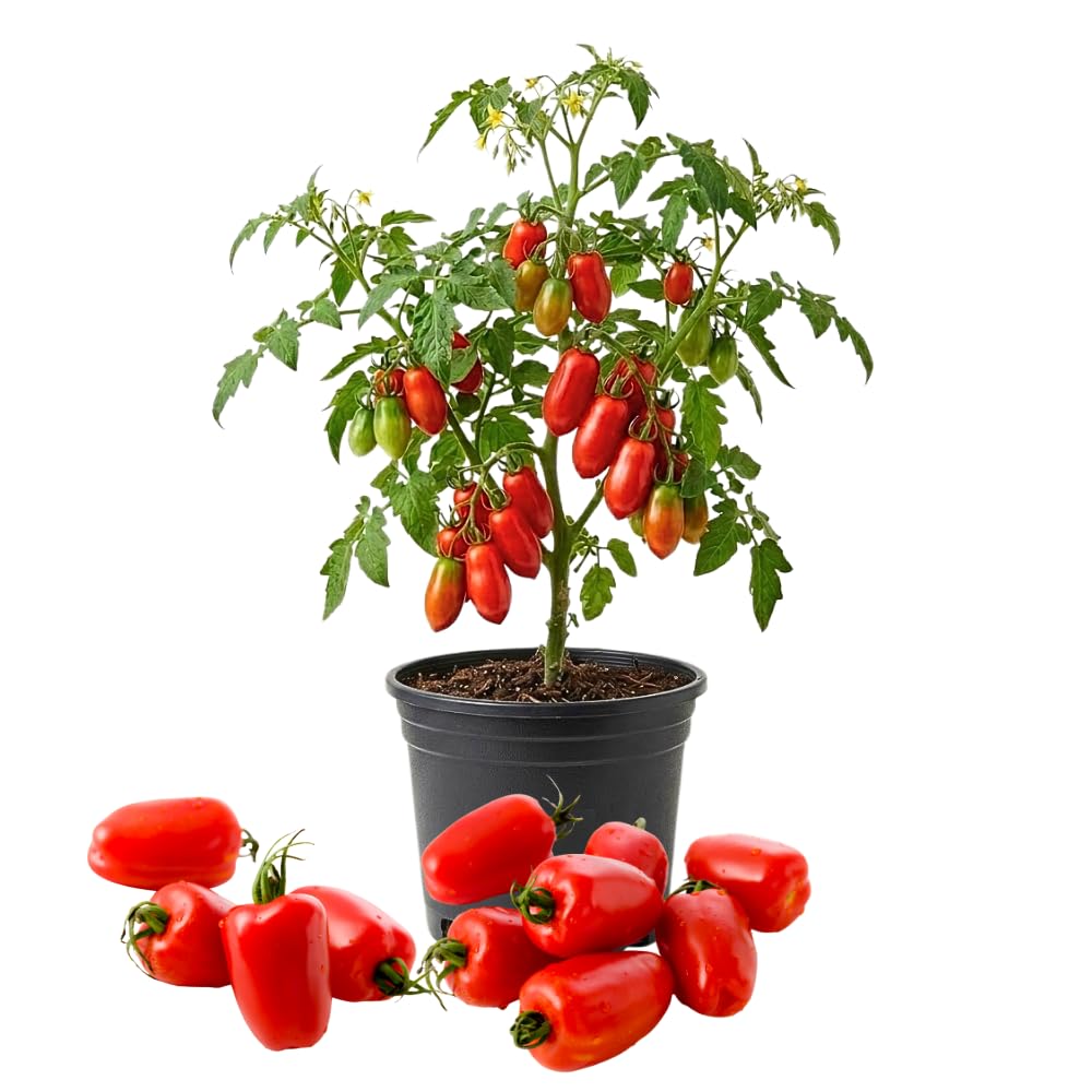 Red Tomato Live Plant, Tomato Plant Live, Long Red Sweet Fruit Plants from 4-7 Inches in Height, 4 Inch Pot for Growing