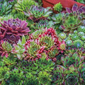 3 Hens and Chicks Succulent Plants Live Outdoor Indoor 2 Inch Pot, Hens & Chicks Plant Live Houseplant, 3 Different Plants
