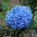 Well-Rooted Hydrangea Live Plant in 2.5 Inch Pot, Hydrangea Tree Shrub Bush Perennial Outdoor Planting (Blue Bigleaf)