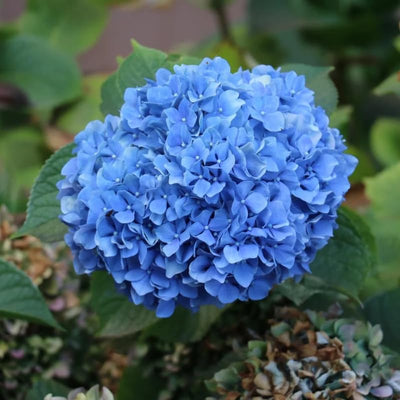 Well-Rooted Hydrangea Live Plant in 2.5 Inch Pot, Hydrangea Tree Shrub Bush Perennial Outdoor Planting (Blue Bigleaf)