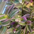 Nanouk Pink Tradescantia Live Plant 2.5 Inches Pot, House Plant, Trailing Plant Live
