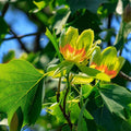 1 Tulip Poplar Tree Live Plant for Planting in Quart Pot, 8-14 Inch Tall, Hybrid Tulip Poplar Seedling to Grow, Yellow Poplar Plant Live