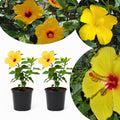 Tropical Hibiscus Plants Live Well-Rooted, Yellow Red Flowers Hibiscus Tree Live Plant for Outdoor Full Sun Spring Planting, 5-9" in Tall, Perennial Growing