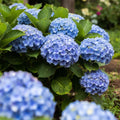 Blue or Pink Flower Hydrangea Live Plant 4" Pot, Hydrangea Shrub Flower Plants for Outdoor or Indoor Planting, Change Color Perennial Plant