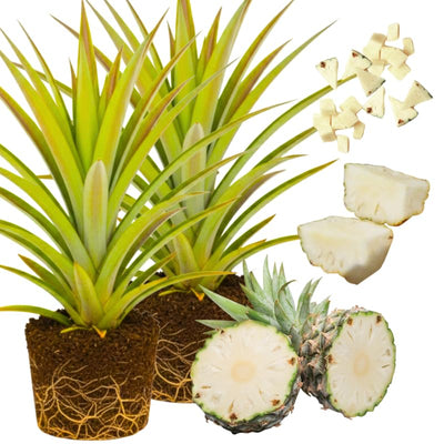 02 Pineapple Plants Live for Outdoor Full Sun Spring Planting, Cold Hardy Fruit Tree Starter from 4-6" in Tall, No Pot (Sugarloaf Pineapple)