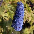 Potted Butterfly Bush Live Plant, 5-9" in Tall, Cold Hardy, Spring Outdoor PlantingBlooms Summer to Fall, Dormant in Winter (Blue Buddleia Plant)