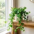 Green English Ivy Live Plant, Ivy Plant Live, 4 Inc Pot, 4-7 Inc Tall, Easy Care Trailing Indoor Houseplant for Hanging Baskets, Container Gardens