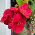 Assorted Euphorbia Crown of Thorns Live Plant, Hardy Perennial Succulent Indoor Outdoor Planting in 4 Inch Pot (Red Blooms)