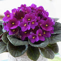 African Violets Plant Live in 4'' Pot, Fast-bloming Indoor Outdoot Flowering Plant with Vibrant Blooms (Blue African Violet)