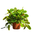 2 Rare Prayer Plants Live, Hardy Prayer Plants Live House Plant for Indoor Spaces, 3-5 Inch Height, Maranta Plant in 3'' Pot, Well-Rooted