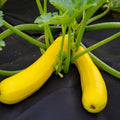 Yellow Zucchini Squash Live Plants, Squash Vegetable Plants Live for Home Garden Plant, from 4'' in Height