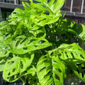 Live Monstera Adansonii Plant 4 Inch Pot, Swiss Cheese Plant Live, Monstera Plant Live, House Plant for Indoor Planting