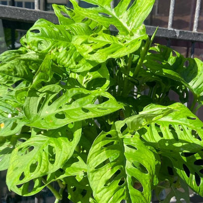Live Monstera Adansonii Plant 4 Inch Pot, Swiss Cheese Plant Live, Monstera Plant Live, House Plant for Indoor Planting