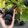 03 BlackBerry Bushes Plants Live, 4-6" in for Spring Planting, Outdoor Growing, High-yielding Blackberries Trees, (Thornless BlackBerry)