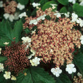 Fragrant Viburnum Tree Live Plant Shrub in Pot, 8 Months Old Bush Ready to Grow Ready to Grow Outdoor Fragrant, 6-12"