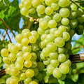 Grape Vine Live Plant to Grow 1-2 Year Old, Sweet Grape Plant Live for Growing, Grape Fruit Well Rooted Plant Bareroot (Green Grape)