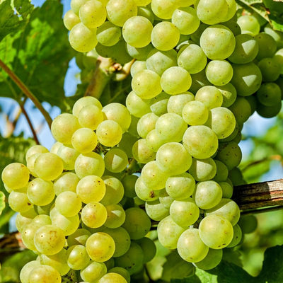 Grape Vine Live Plant to Grow 1-2 Year Old, Sweet Grape Plant Live for Growing, Grape Fruit Well Rooted Plant Bareroot (Green Grape)