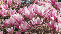 Magnolia Tree Live Plant for Planting, Magnolia Flowers Bush 6 to 12 Inches Height, in Pot, Fragrant Magnolia Shrub (Jane Magnolia)