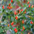 Chiltepin Tepin Bird Pepper Plant Live in 2.5 Inch Pot for Planting Outdoor