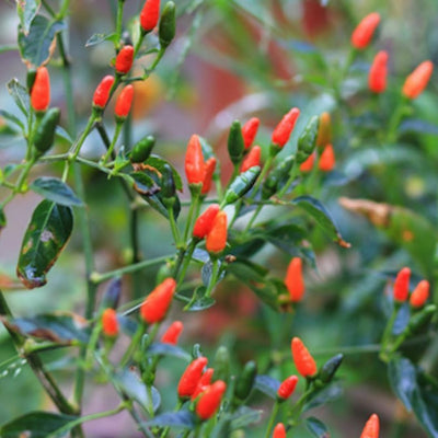 Chiltepin Tepin Bird Pepper Plant Live in 2.5 Inch Pot for Planting Outdoor