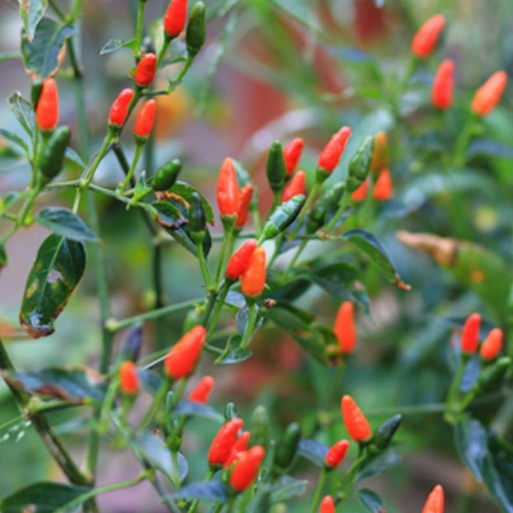 Chiltepin Tepin Bird Pepper Plant Live in 2.5 Inch Pot for Planting Outdoor