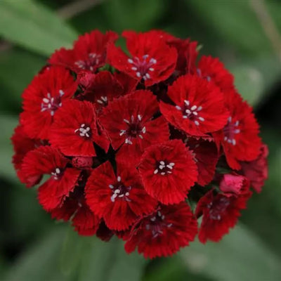Pack 2 Red Dianthus Live Plant, Red Carnation Flower in Pot, Perennial Plant for Garden and Container Growing, 5-8" in Tall