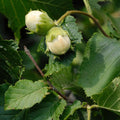 Hazelnut Tree Bare Root - 1-2 Ft Tall Live Hazelnut Plant