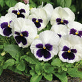 Mix Pansy Plants Live 4 Inch Pot, Colorful Blooms for Garden Beds, Containers, and Borders, Pansies Flowers in Pot 3-5 Inches Tall