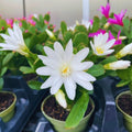 White Easter Cactus Plant Live, 4 Inc Pot, House Plant Live, Holiday Cactus Plants Indoor Outdoor Gardening
