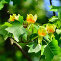 1 Tulip Poplar Tree Live Plant for Planting in Quart Pot, 8-14 Inch Tall, Hybrid Tulip Poplar Seedling to Grow, Yellow Poplar Plant Live