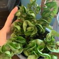 Hindu Rope Plant, Hoya Plant, Starter Plant in 3 Inches Pot, House Plant