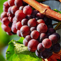 Grape Vine Live Plant 1-2 Year Old, Sweet Grape Plant Live for Growing, Grape Fruit Well Rooted Plant Bareroot (Red Grape)