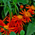 Sets 4 Orange Mexican Flame Plants Live Vine for Outdoor Planting, Starter Size 4-7" in Tall, No Pot, Fast-Growing, Long Bloomer