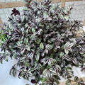 Purple Silver Wandering Jew Live Plant, Wandering Jew Tradescantia Zebrina Plant in 2.5 Inch Pot, Wandering Jew Vining Plant