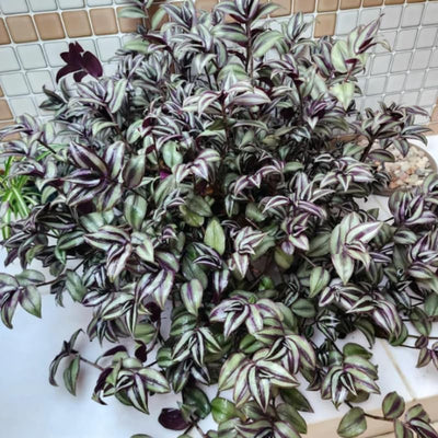 Purple Silver Wandering Jew Live Plant, Wandering Jew Tradescantia Zebrina Plant in 2.5 Inch Pot, Wandering Jew Vining Plant